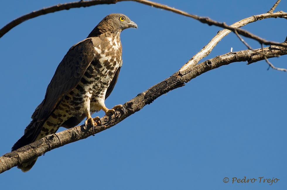 Halcon abejero (Pernisapivorus)